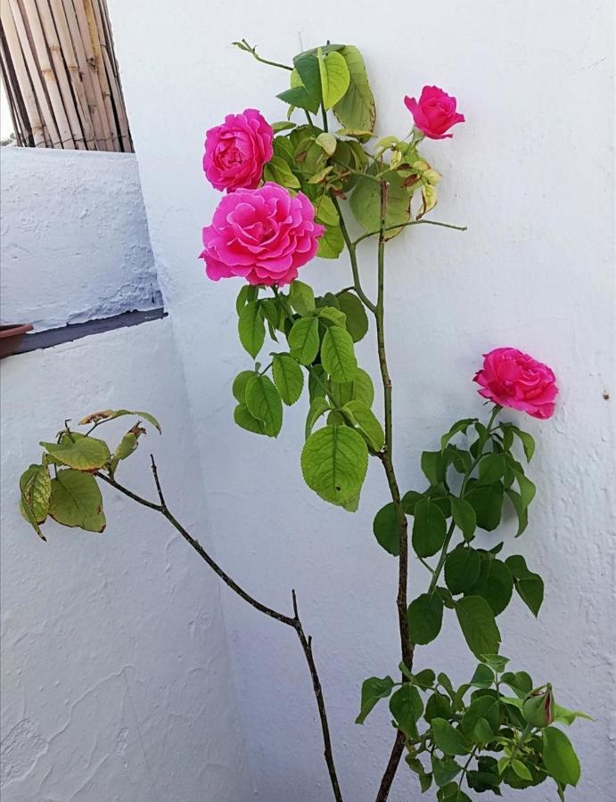 Medina Baguh Apartment Priego de Córdoba Екстериор снимка
